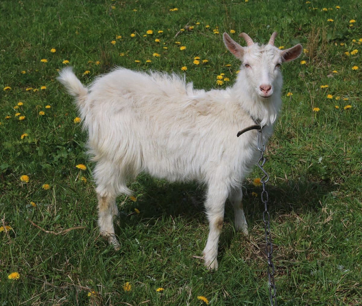 Balta kaza ziedošā pļavā
